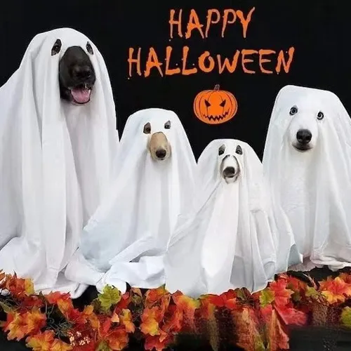 Spooky Dog Ghost Cape fo