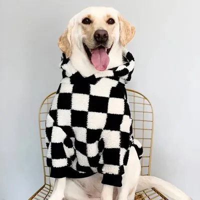 Winter Pet Care: Does Yo