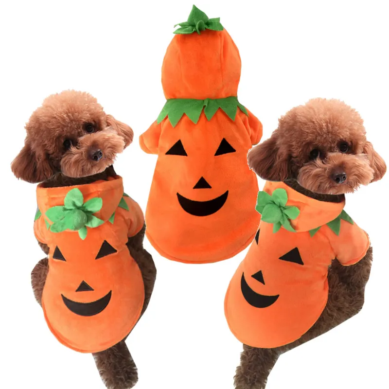 Pumpkin Pet 