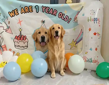 How to Customize a Pet B